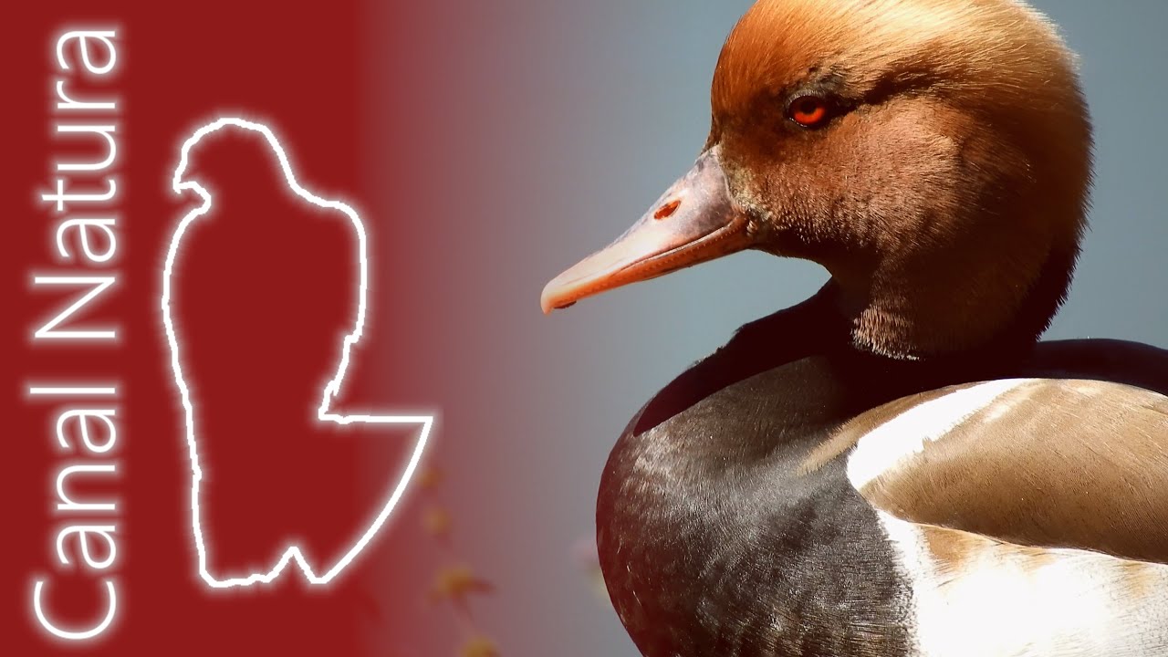 Pato colorado (Netta rufina) Red-crested Pochard 4K