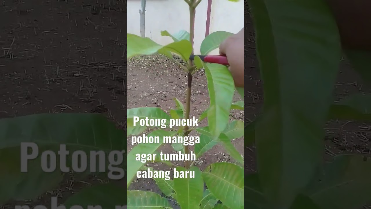 merawat pohon mangga agar tumbuh cabang baru #tutorial #cangkok #shorts