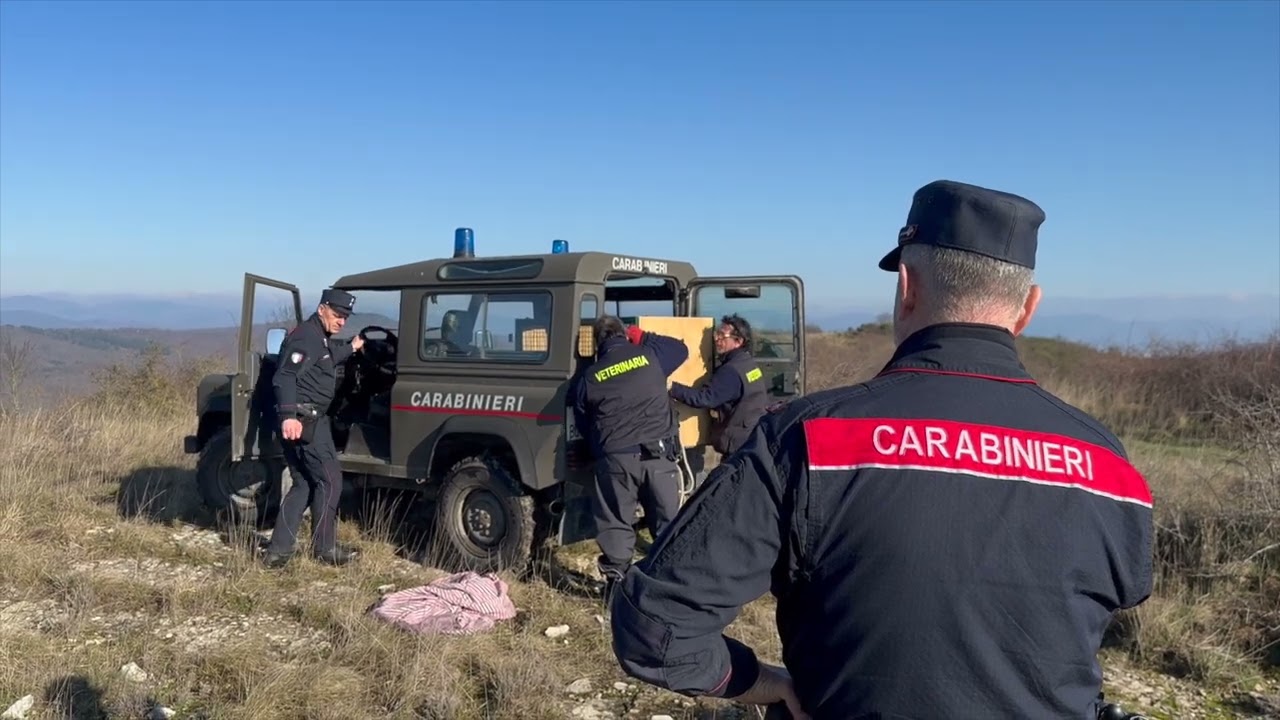 Lupa rimessa in liberta' dai Carabinieri Forestali imprigionata  in una trappola dei bracconieri