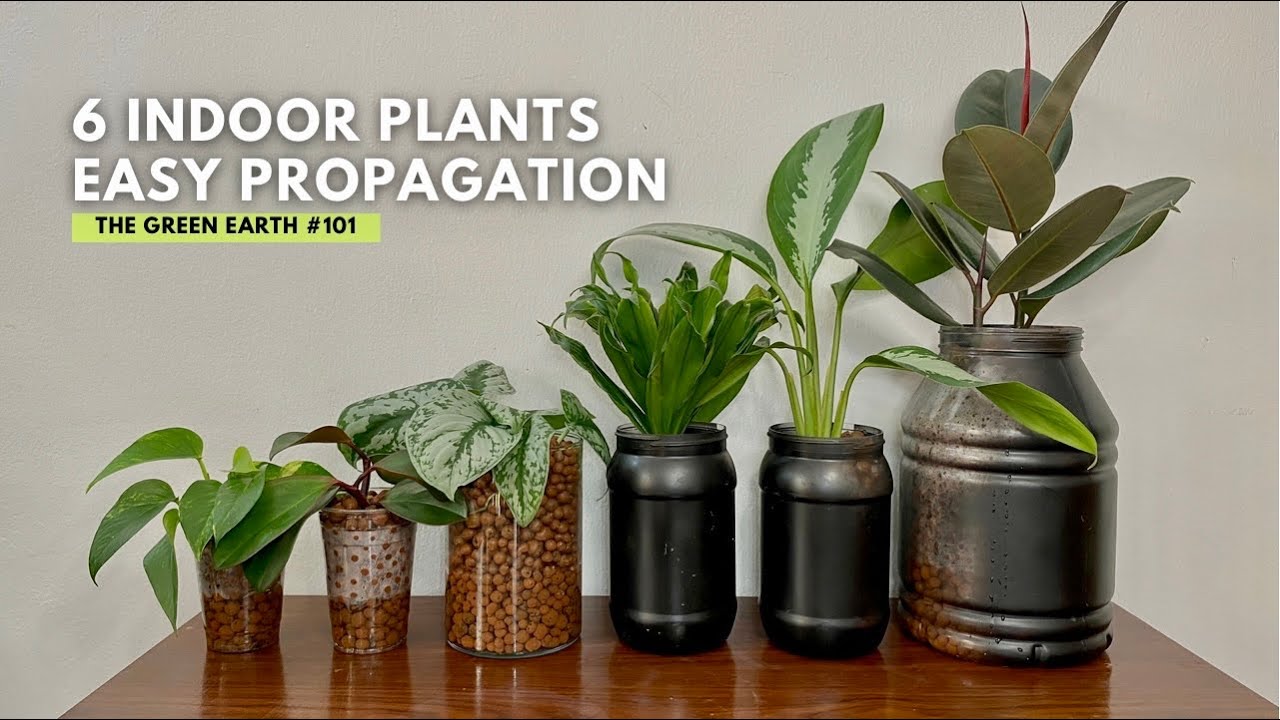 #101 Common Indoor Plants That Can Be Propagated in Water Easily | Houseplant Propagation