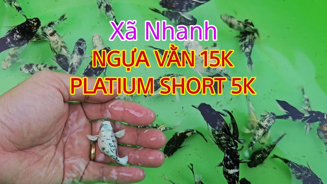 Lê 2000 con Ngựa Vằn Zebra tròn, én, mắt xanh xã nhanh lấy hồ☆ Các loại thủy sinh rẻ 5k