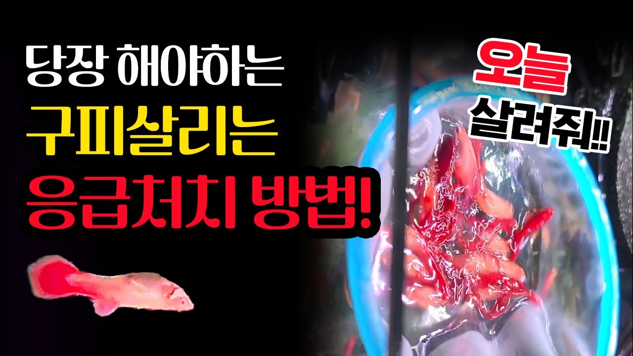 꼬리를 살리는 소금욕/구피꼬리녹음병(썩음병) 응급치료방[시즌2] #열대어 #tropicalfish