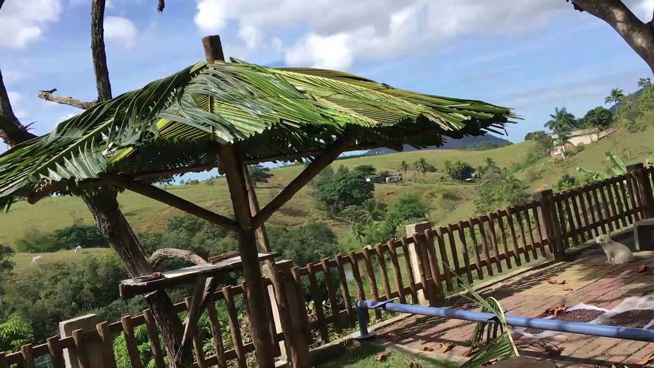 Fazendo Pilão e Cabana de palha Coqueiro #Pilão #cabanadepalha