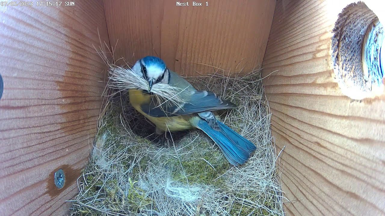 Blåmeis bygger nytt reir // Blue tit builds new nest - April 25th-May 9th, 2023
