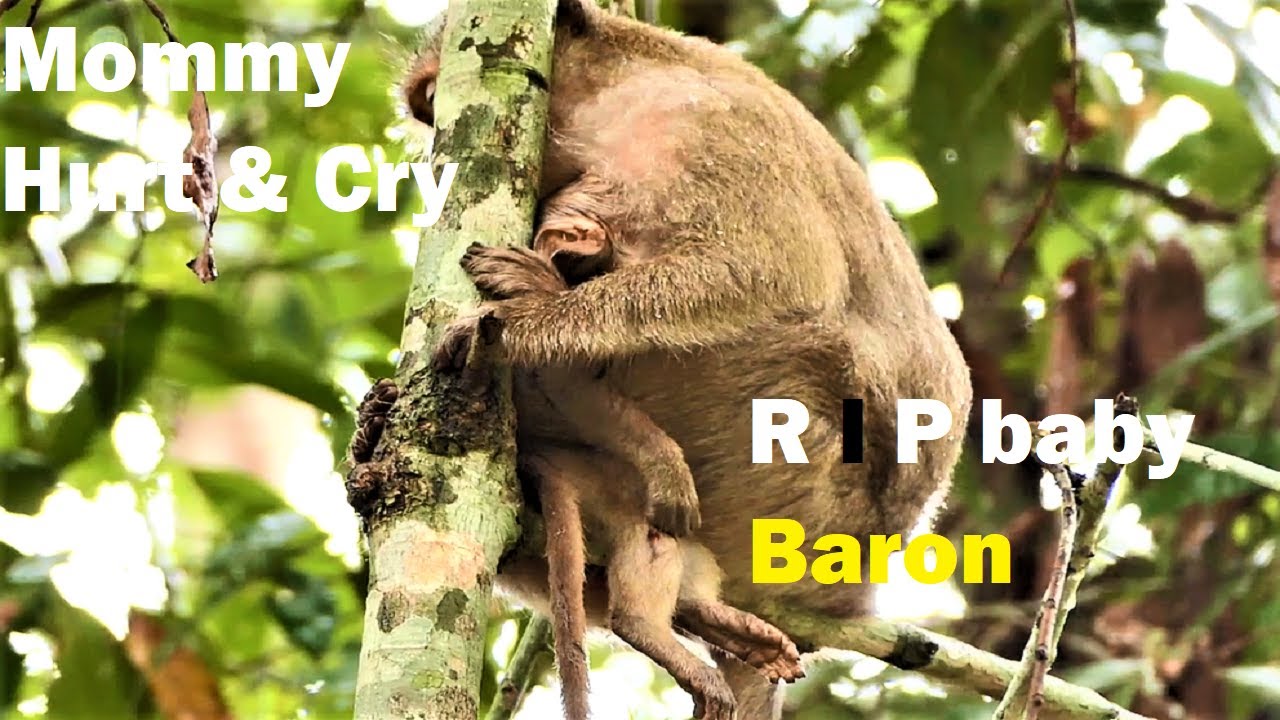 Update Baby Baron Accident, Million Cry & Sad, Rest In Peace Poor baby can't survive anymore, R I P