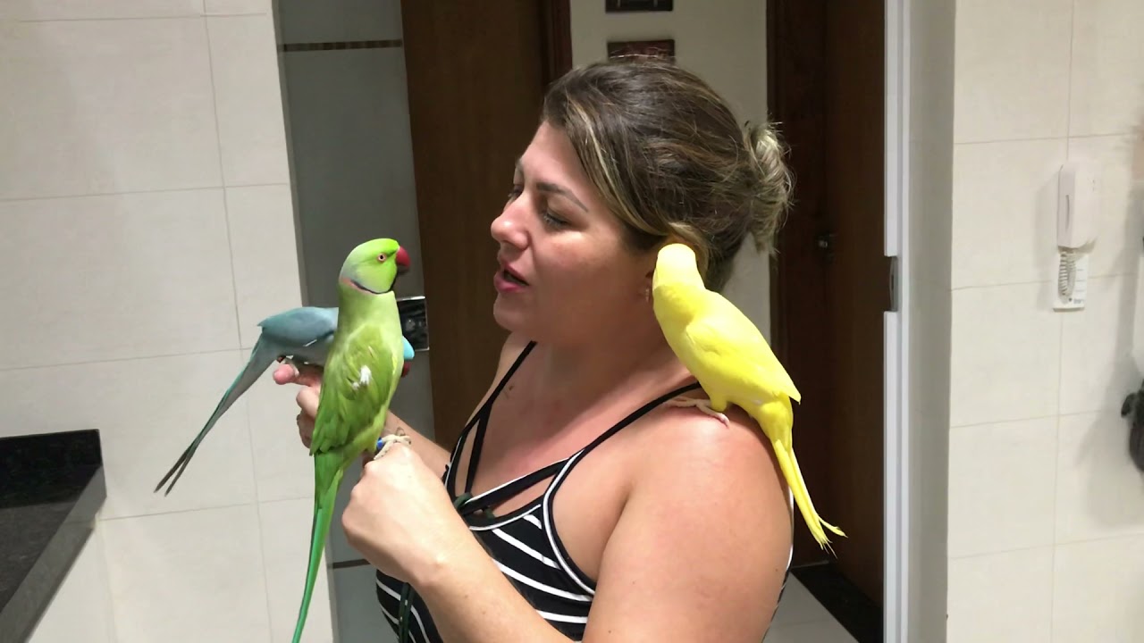 Ringneck 💋 🦜❤️ Talking Peekaboo and Kisses Ring Neck Playing Good morning Parrots Indian Calopsita