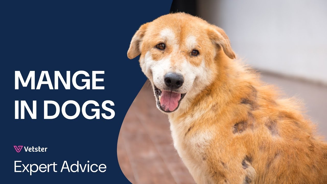 What To Do If Your Dog Has Mange! Symptoms, Types, and Treatment