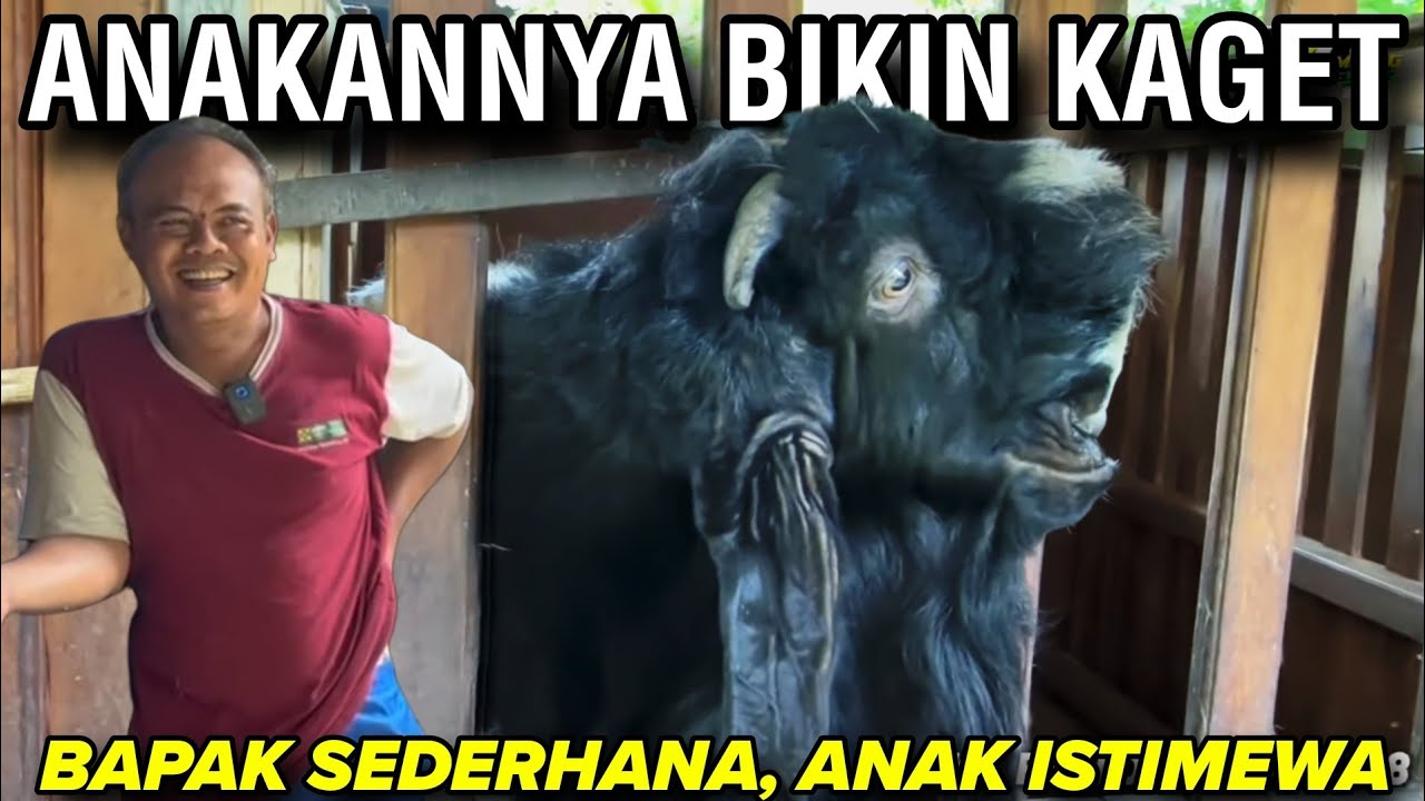 EHH... KOK BISA⁉️ BERDAUN TELINGA ITU GHOIB - KKTV