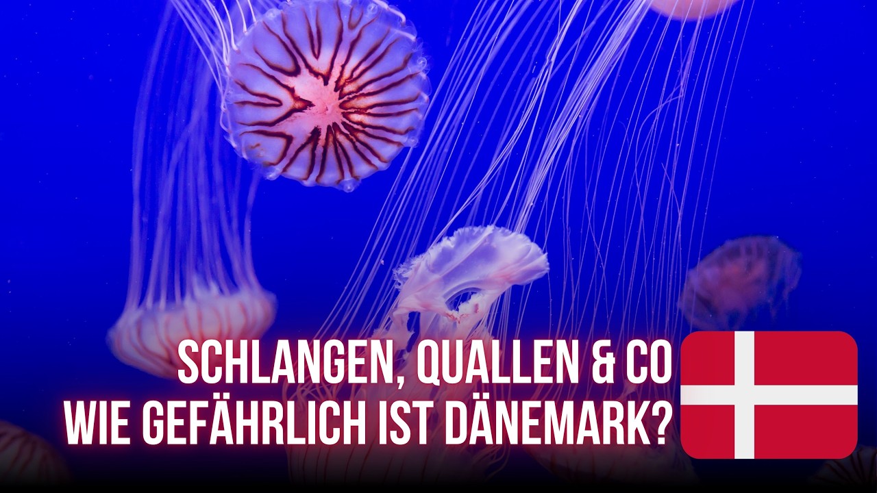 Schlangen, Quallen & Co: Wie gefährlich ist Dänemark? 🇩🇰