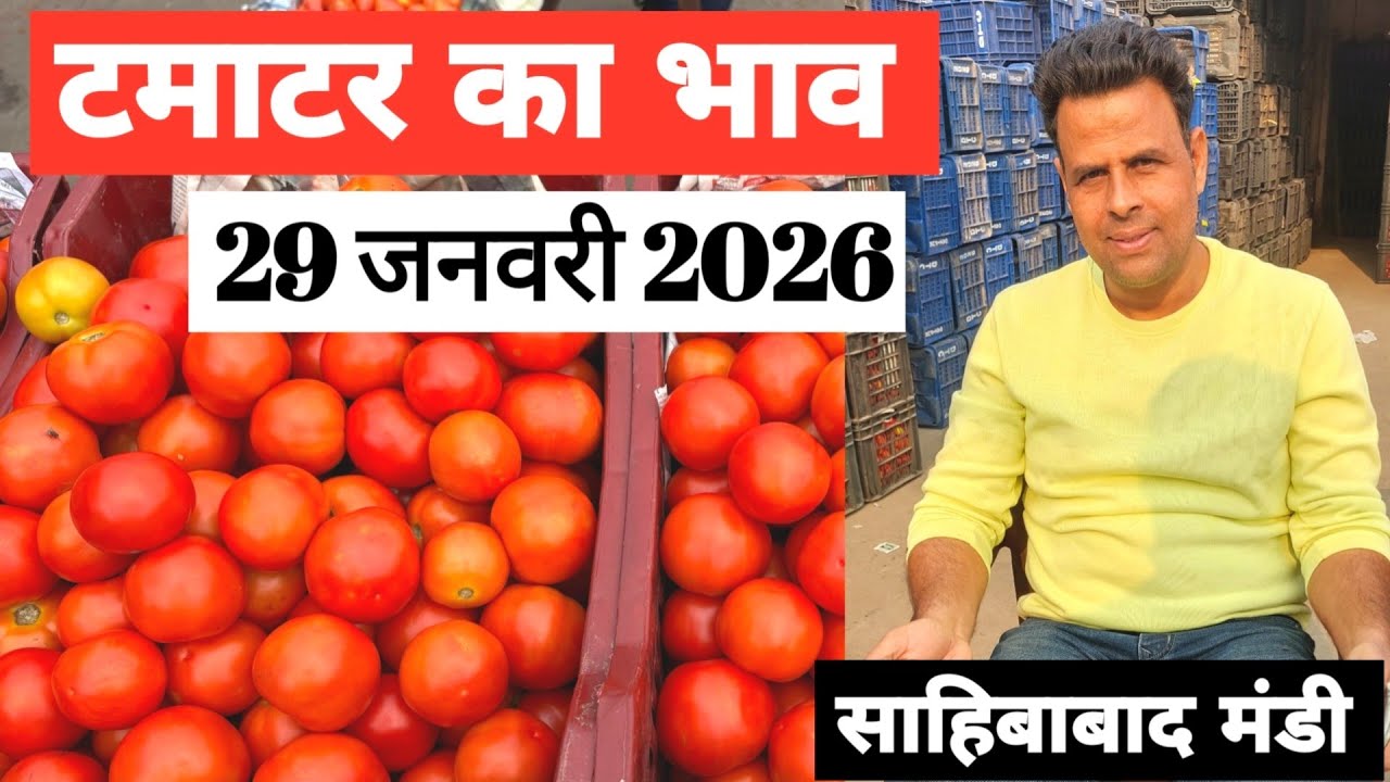 29 January 2026🍅टमाटर का भाव साहिबाबाद मंडी |today tomato rates #tamatar #mandirates #tomato