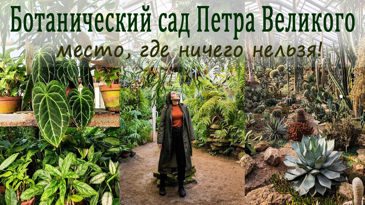 Ботанический сад Петра Великого, место где ничего нельзя!/Выставка живых камней.
