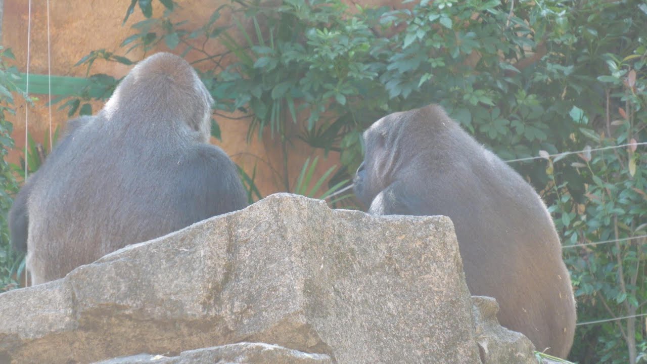 愛しのモモカの旅立ち、母モモコと最後のひととき　上野動物園　ゴリラ　202509
