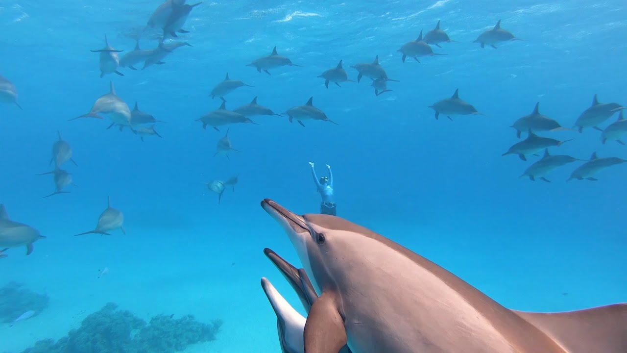 Freediving with Dolphins | Satayah Reef