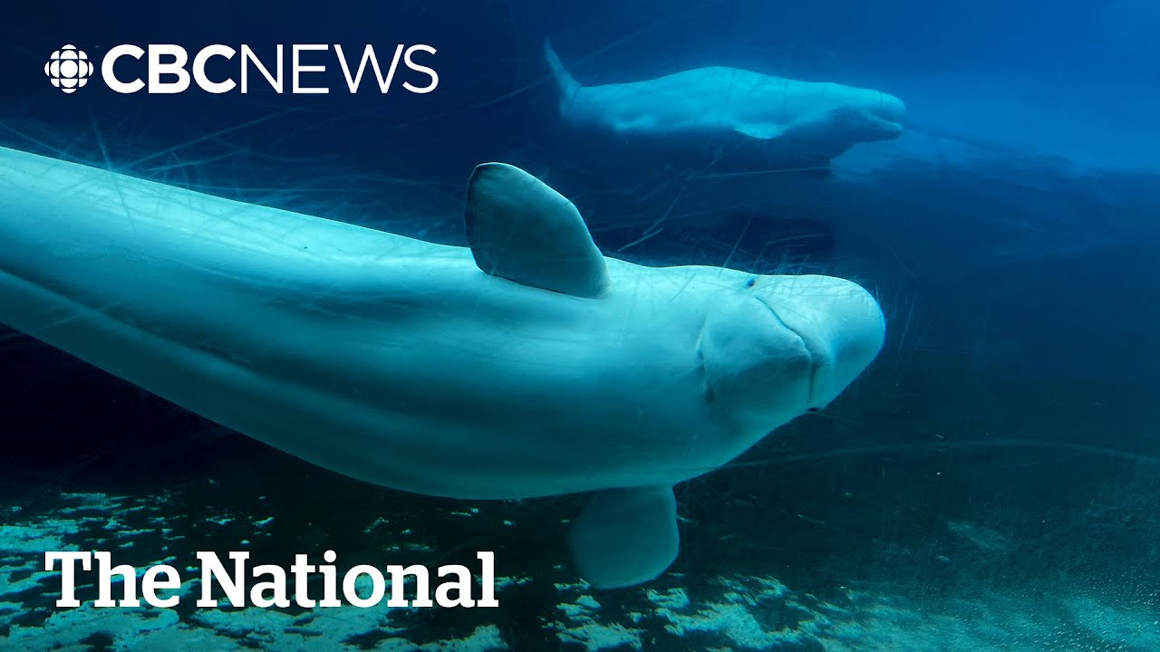 What's next for Marineland and its 30 beluga whales
