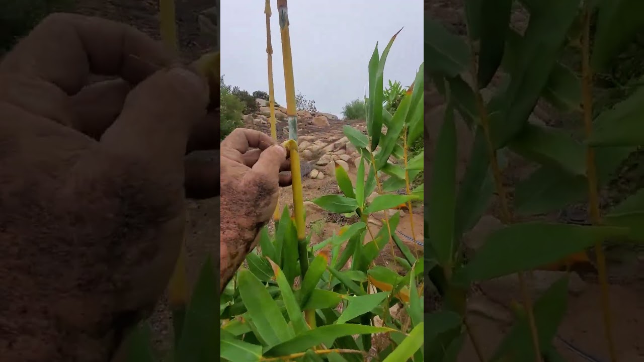 Bamboo Stu- Planting 15-gallon Giant Timber. Clunping Non-Invasive Bamboo 7602242211