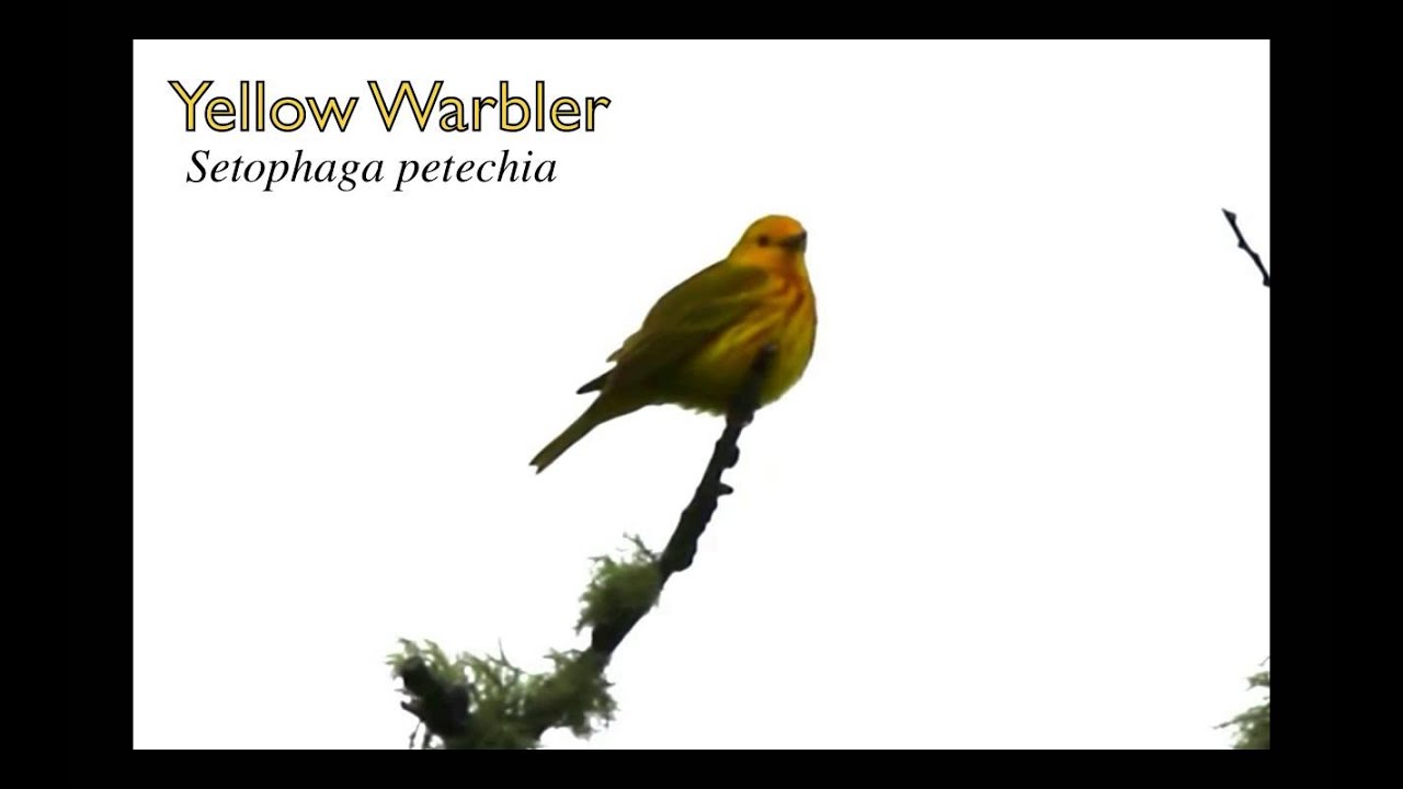 Yellow Warbler Singing