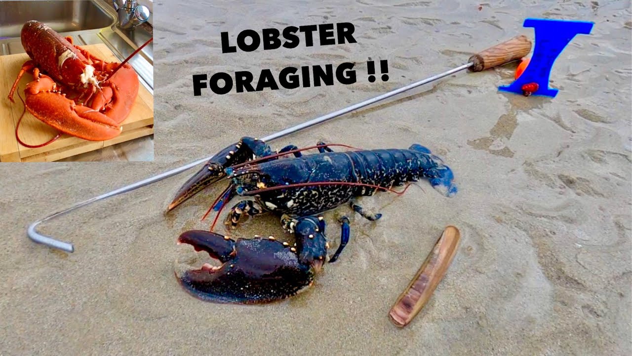 LOBSTER FORAGING - Grilled Lobster with Garlic Butter & Spices ! COASTAL FORAGING in Bad Weather !