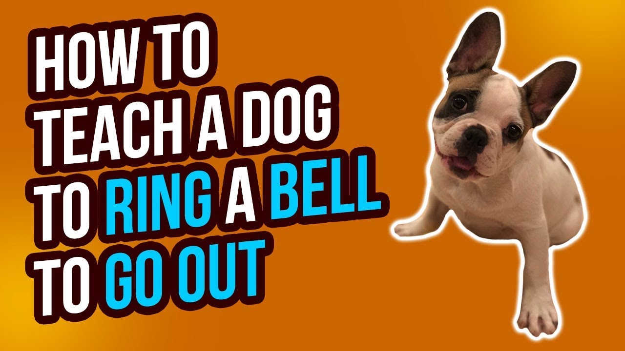 HOW TO TEACH A DOG TO RING A BELL TO GO OUTSIDE