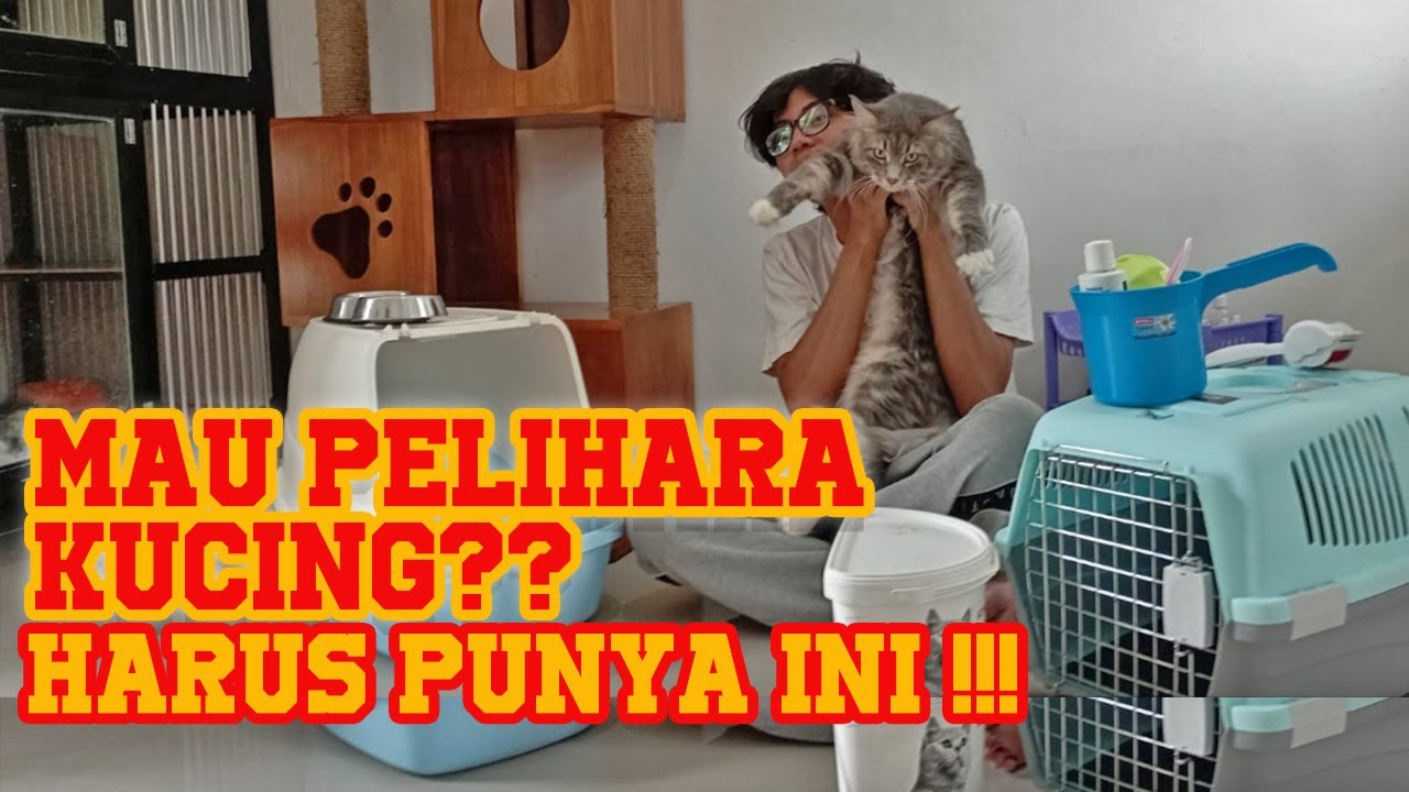 PERSIAPAN MEMELIHARA KUCING  Peralatan dan tips merawat kucing untuk pemula