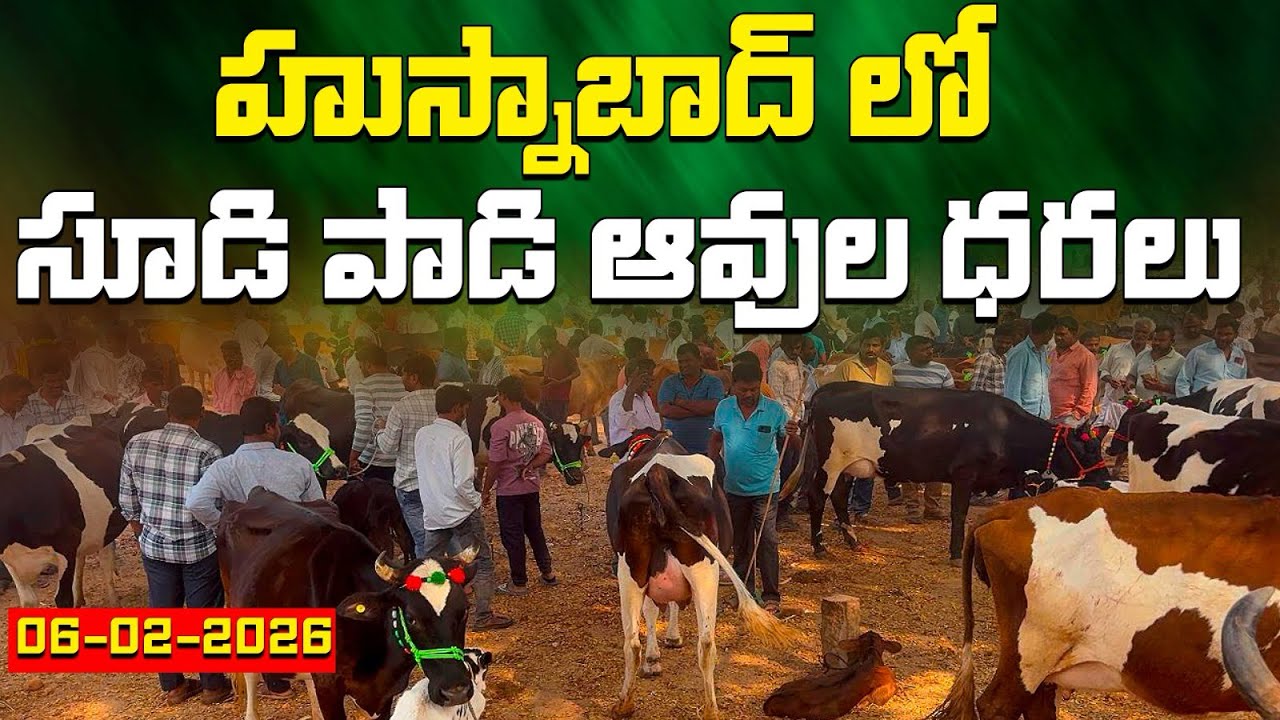 హుస్నాబాద్ సంత #farming #january17th #cow 