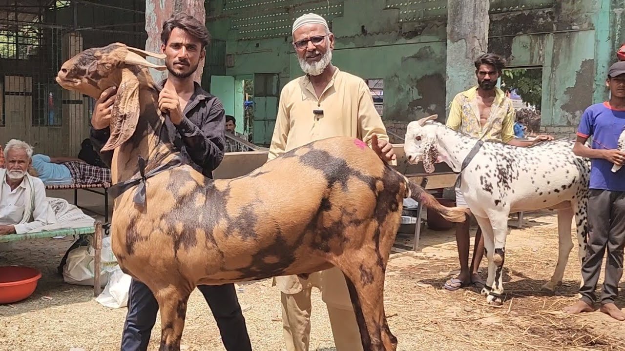 Deonar Ki Shaan Badane Aagaye Umar Ustad Tonk | Heaviest Goats Of India Deonar Bakra Mandi India.