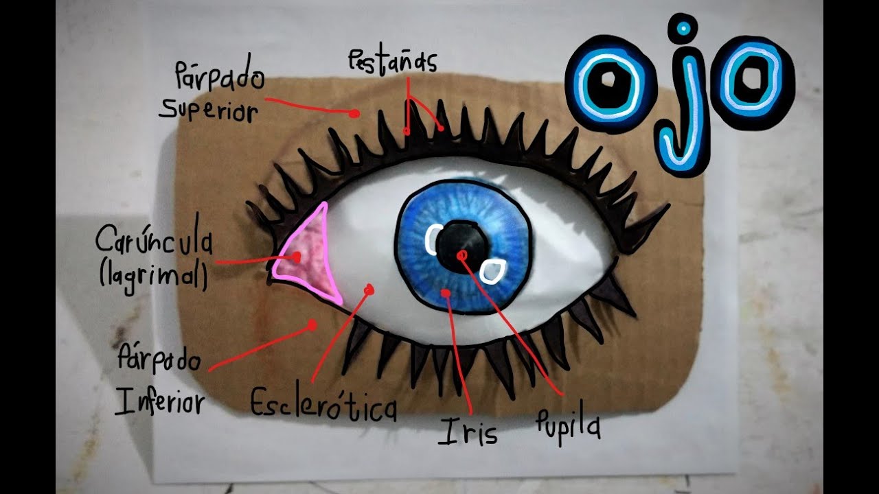 Ojo Estructura Externa (maqueta de papel)