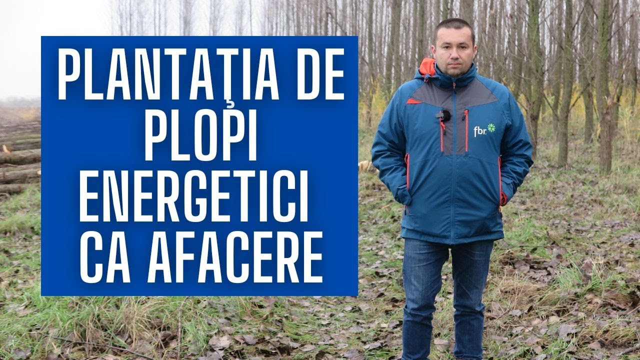 Plantaţia de plopi energetici, o afacere profitabilă în România