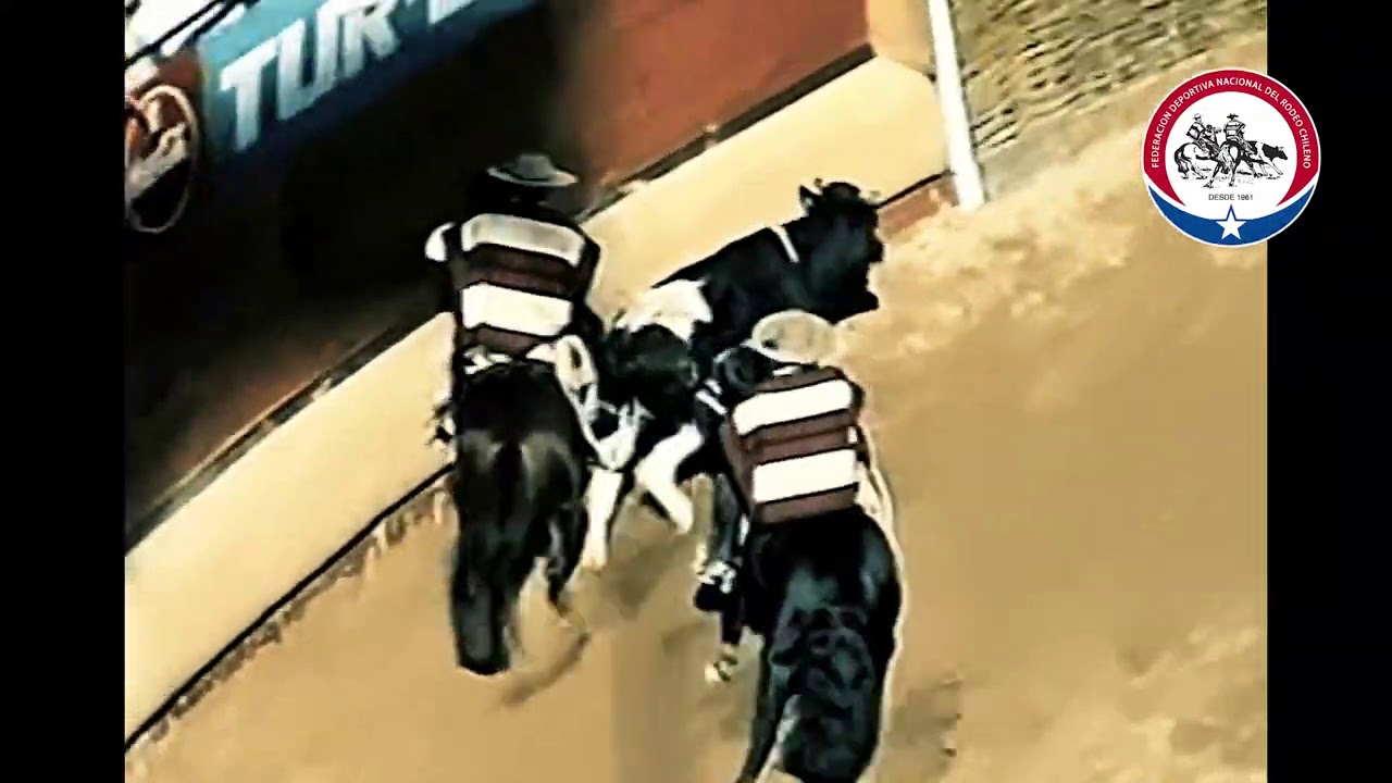 Historias del Rodeo, cap. 23: El Champion de Chile de 1999