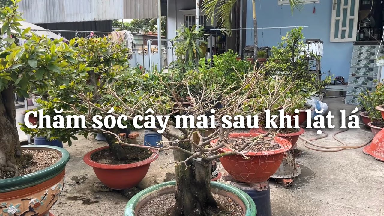 Cách chăm sóc cây mai sau khi lặt lá // 15-12 âl 