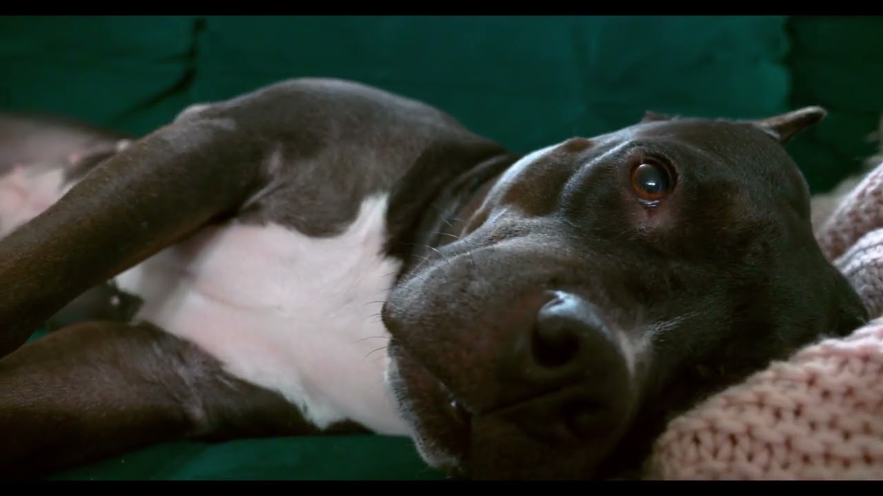 Sleepy Domjot