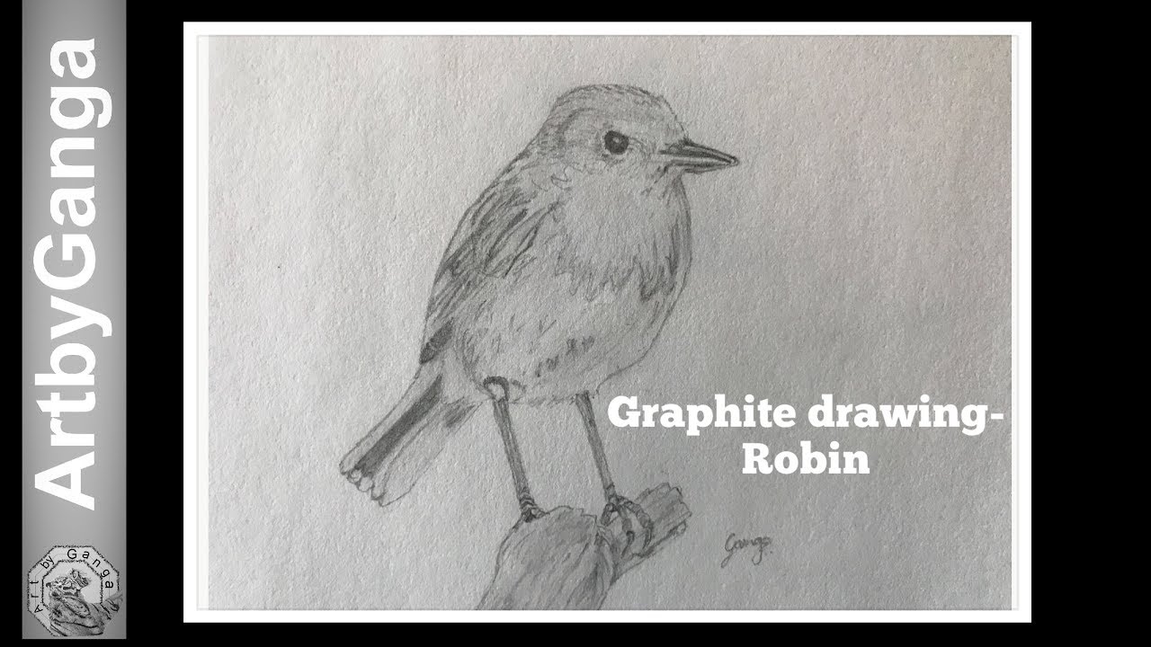 How to draw a Robin bird in graphite pencil