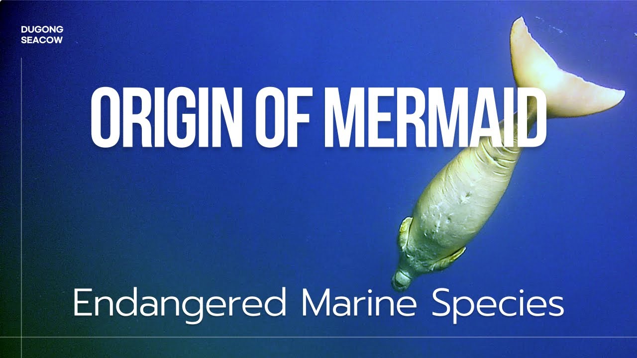 Wild Dugong Encounter | Endangered Marine Species | Mysterious Ocean Creature | Seacow | Red Sea