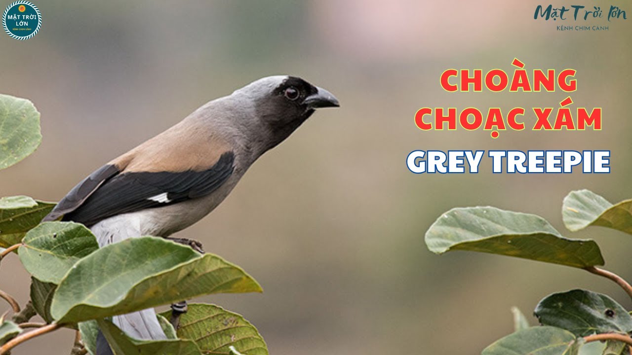 ✅Chim Choàng choạc xám kêu | Choàng choạc ✅Grey Treepie song ✅นกกะลิงเขียดสีเท #birdsong greytreepie