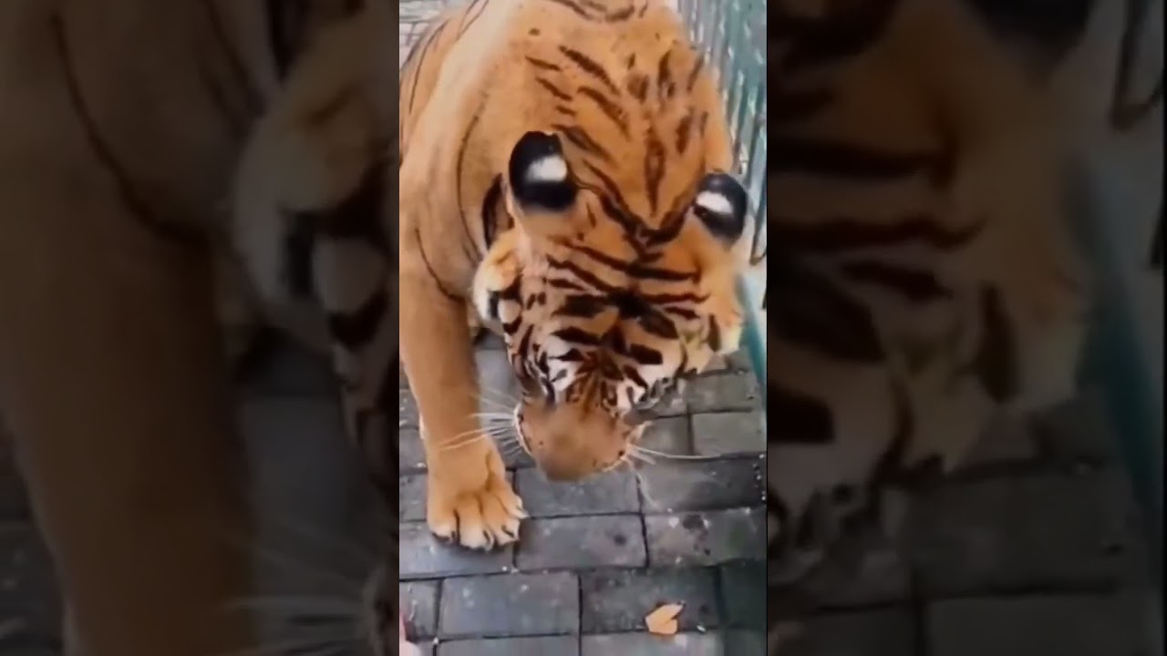 Suara Harimau #harimau #tiger #shorts