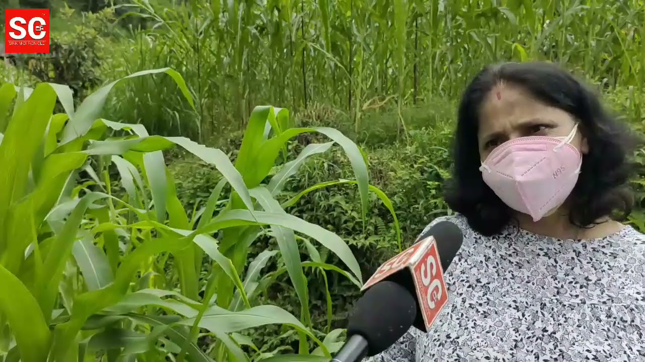 Maize cultivators of Sikkim suffer a crisis due to 'Fall Army worm', Department rescues