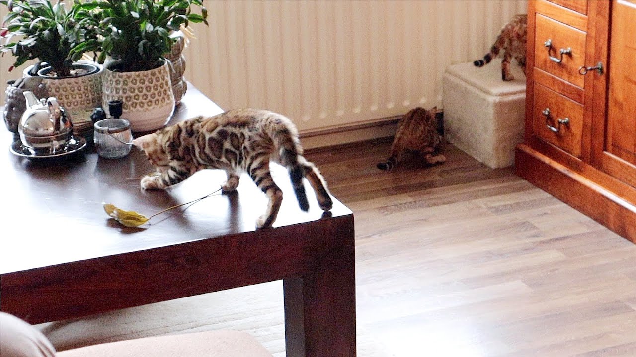 Bengal kittens are Being Super Naughty and won't listen to Mother Cat 😂