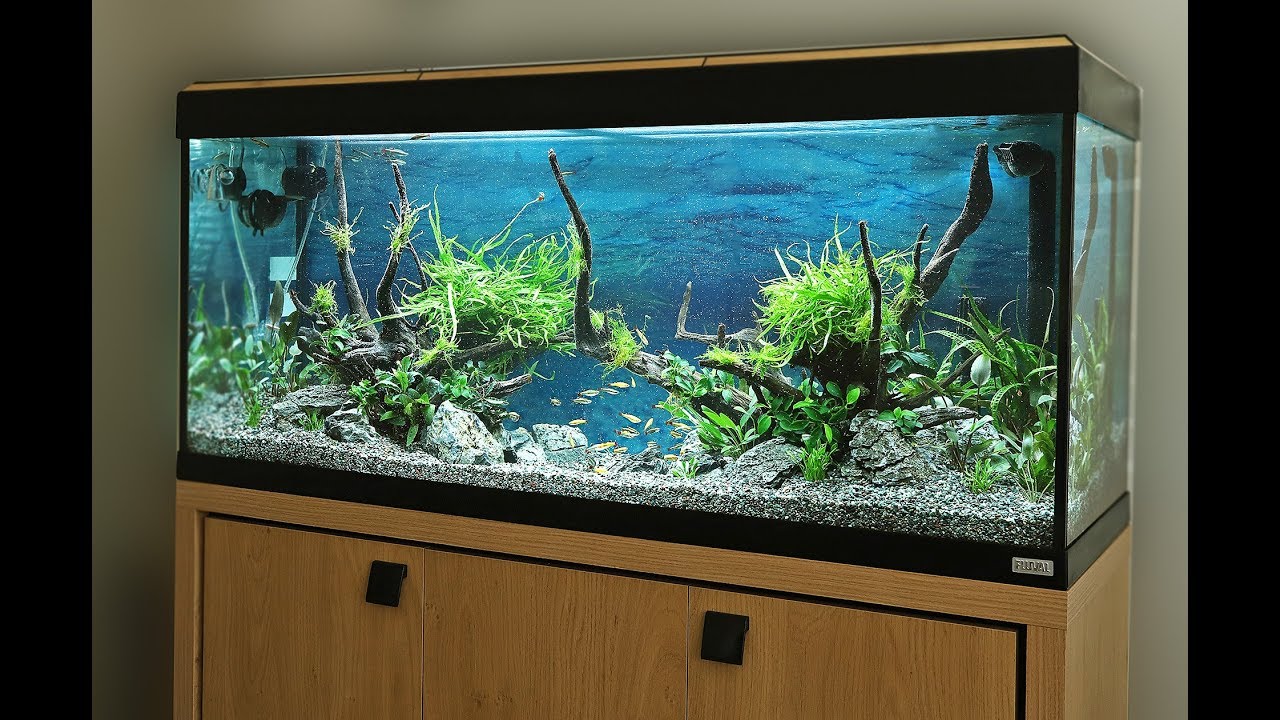 How to Aquascape a Fluval 240 Roma Nature Aquarium Planted Tank