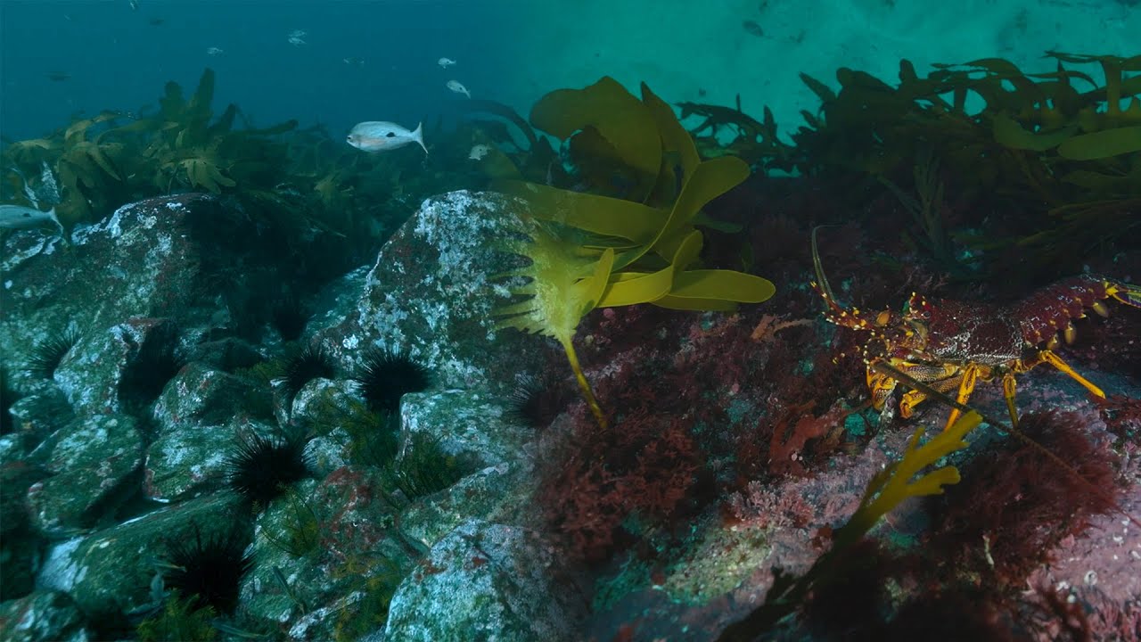 Scott Ling: Revolutionising Strategies to Combat Sea Urchins on Australia's #greatsouthernreef