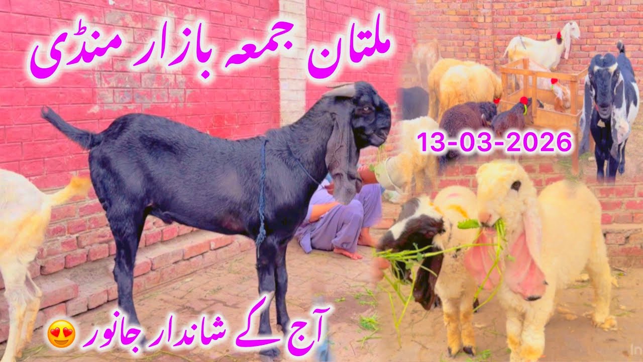 Multan Jumma Bazaar Mein Kya Rate Chal Rahe Hain? | Goat Market Update