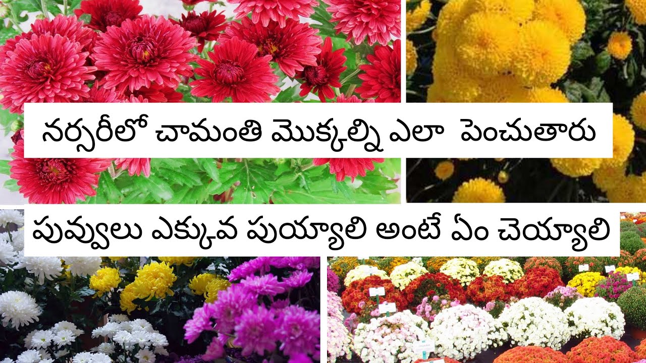 How to grow chamanthi in telugu || Telugu Garden