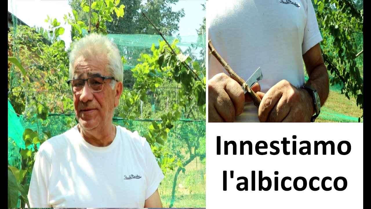 Innestiamo l'albicocco