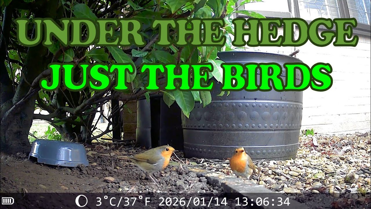 JUST the BIRDS - under the Hedge 20260112 to 20260120