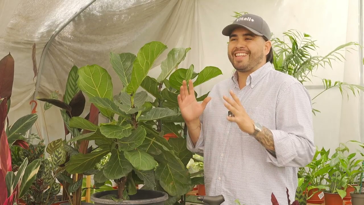 3 Errores que están MATANDO a tu Ficus Lyrata (Y Cómo Evitarlos)