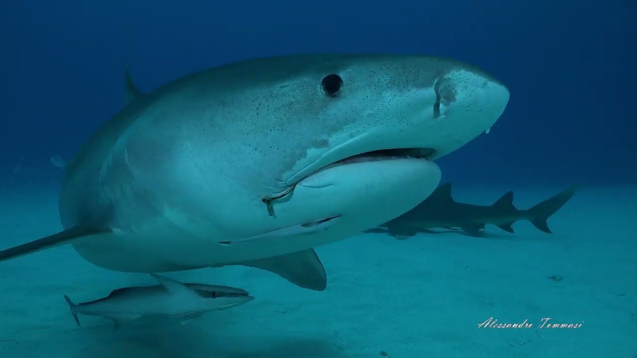 shark's close-ups in bahamas