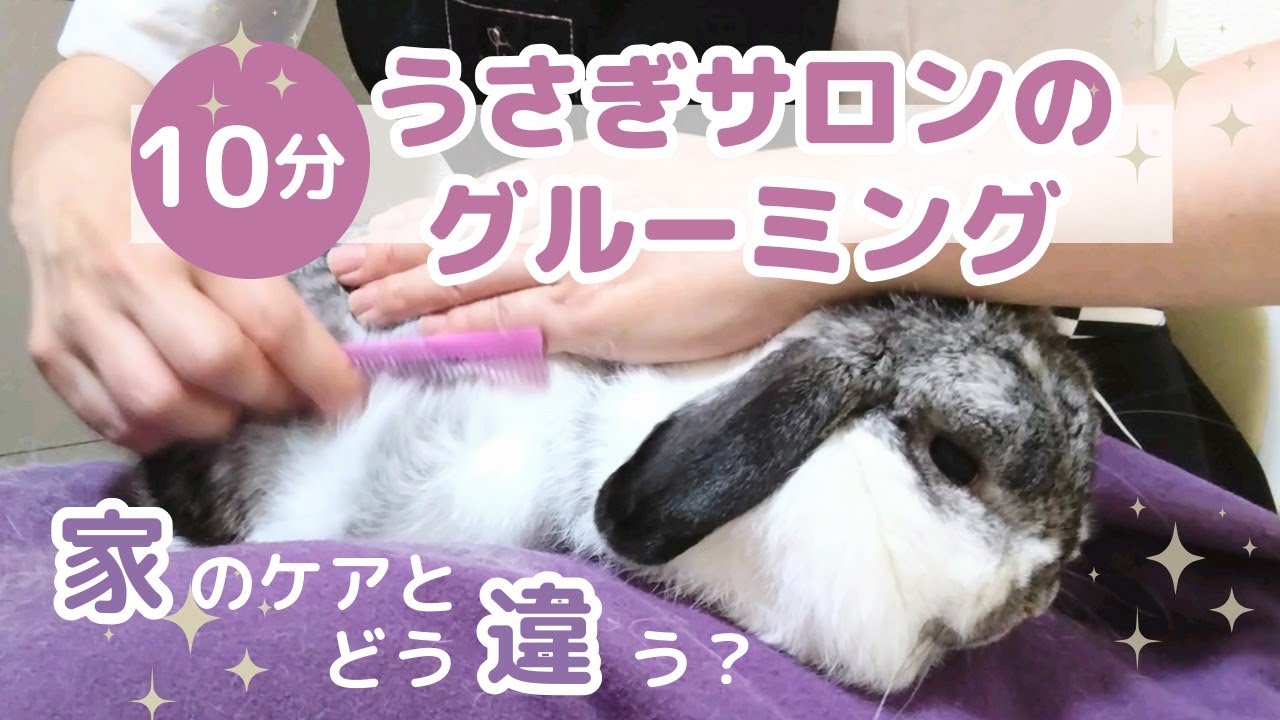 【プロ直伝】うさぎ専門サロンのグルーミングを公開