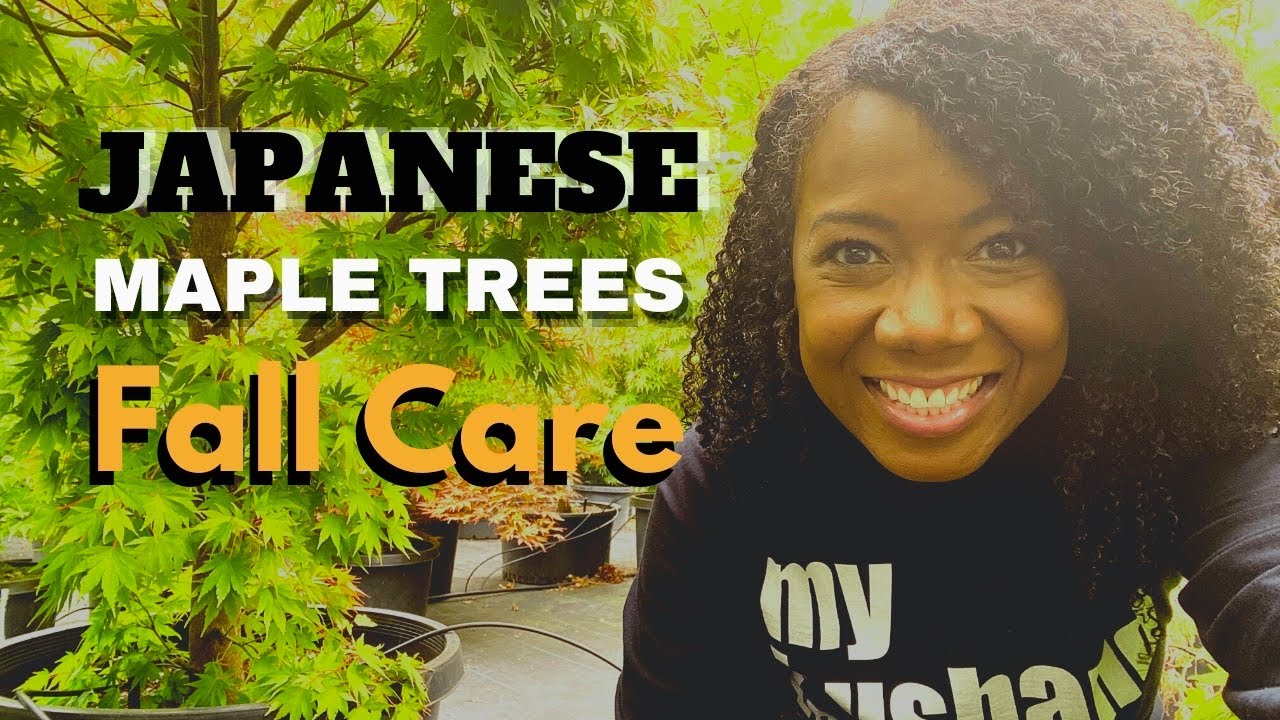 Japanese Maple Trees | Fall Care | 2020