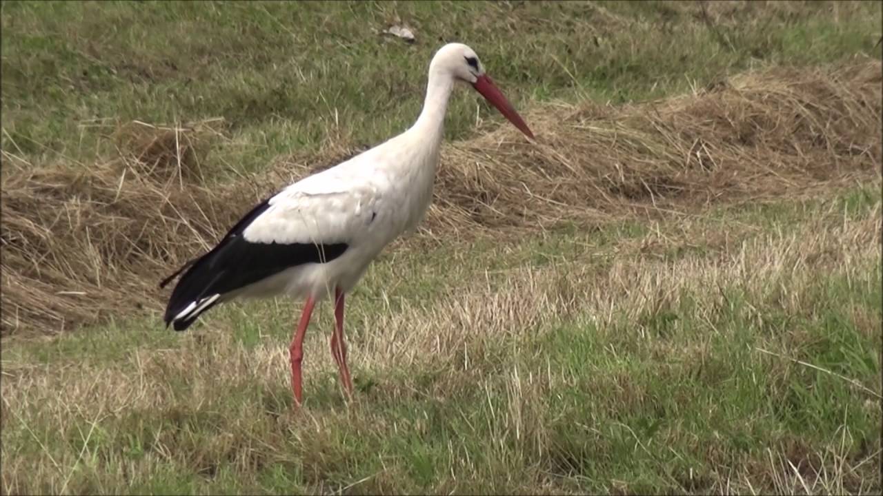 Alphen a d Rijn en omgeving hebben een 