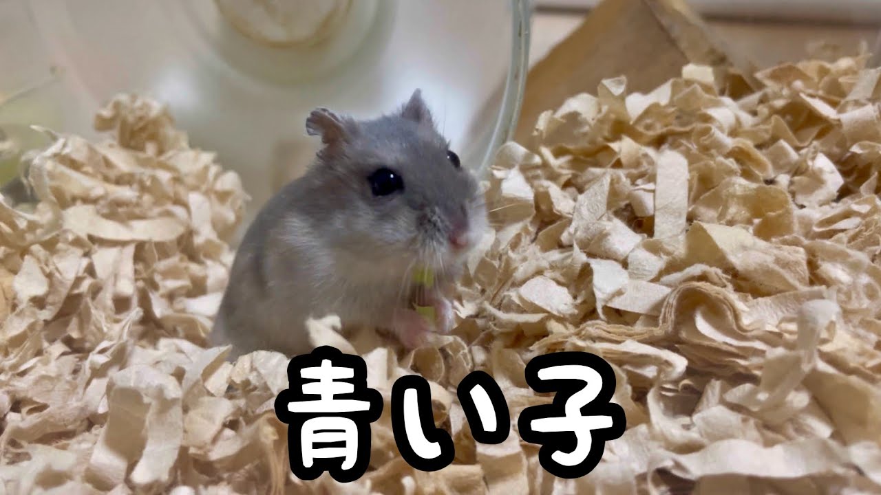 久しぶりに登場のハムスター