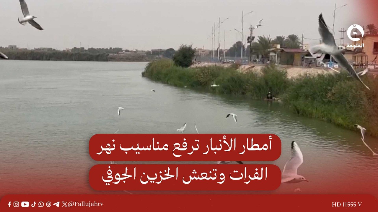 أمطار الأنبار ترفع مناسيب نهر الفرات وتنعش الخزين الجوفي | الموارد المائية #قناة_الفلوجة #أخبار