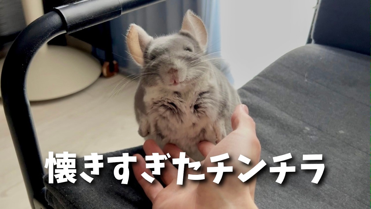 懐きすぎたチンチラと過ごす休日が癒しすぎる